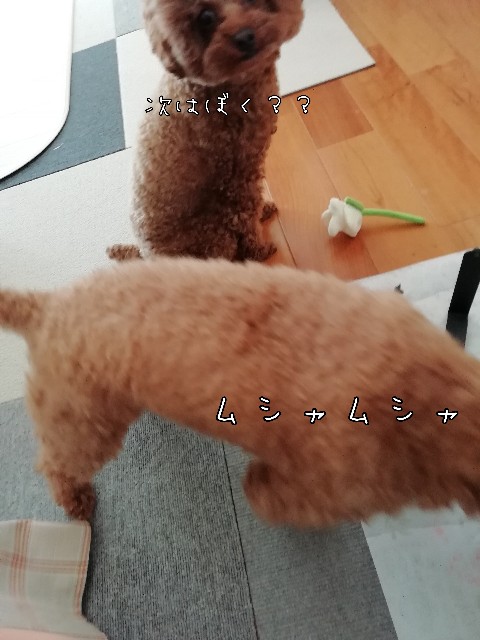 f:id:taruto-rasuku_maaya:20200430211635j:image f:id:taruto-rasuku_maaya:20200430211635j:image