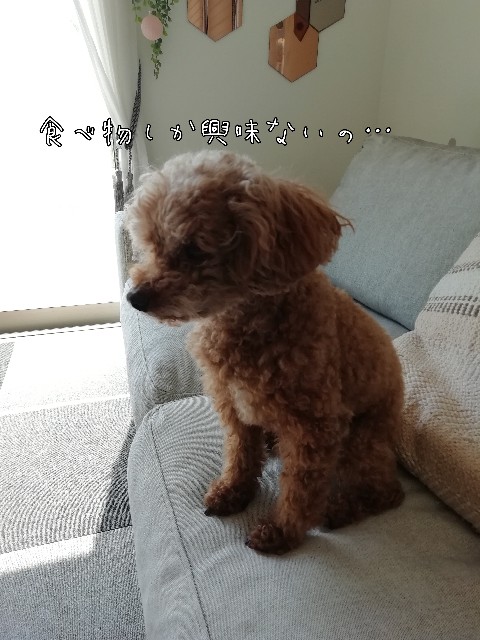 f:id:taruto-rasuku_maaya:20200430212143j:image f:id:taruto-rasuku_maaya:20200430212143j:image