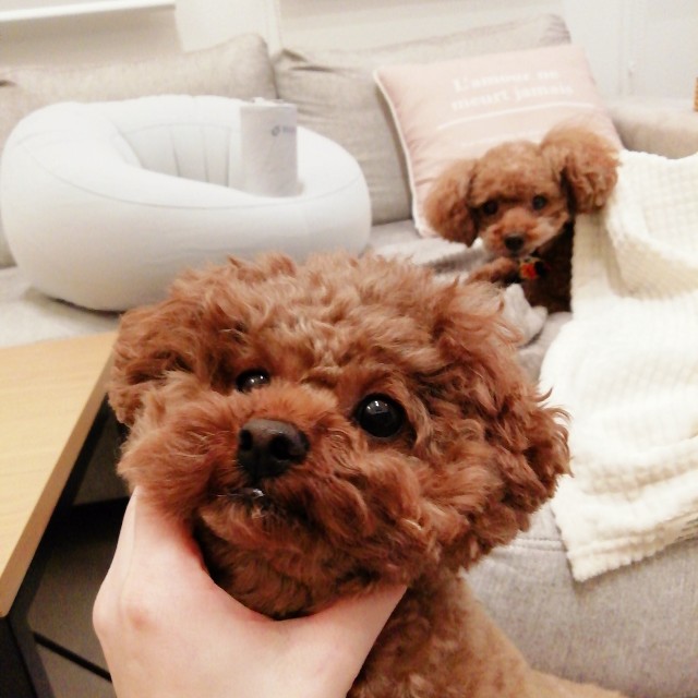 f:id:taruto-rasuku_maaya:20201029224534j:image f:id:taruto-rasuku_maaya:20201029224534j:image