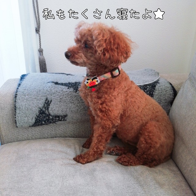 f:id:taruto-rasuku_maaya:20201104001557j:image