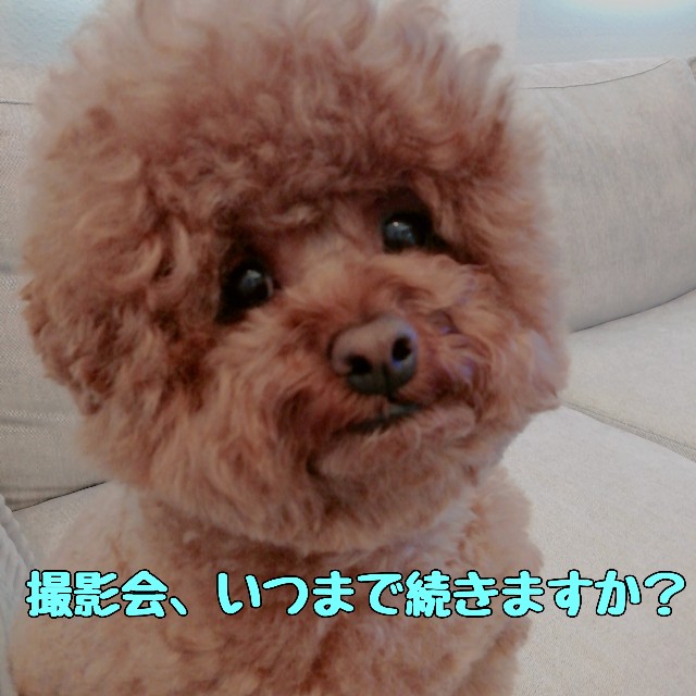 f:id:taruto-rasuku_maaya:20210417193029j:image