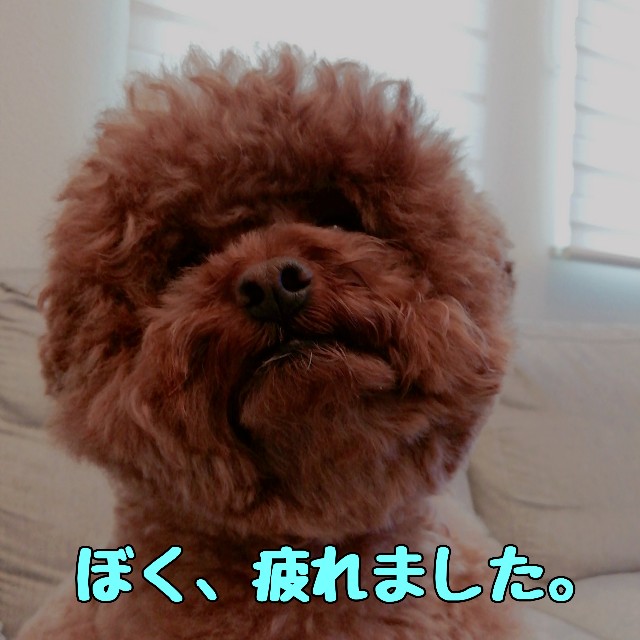 f:id:taruto-rasuku_maaya:20210417193242j:image