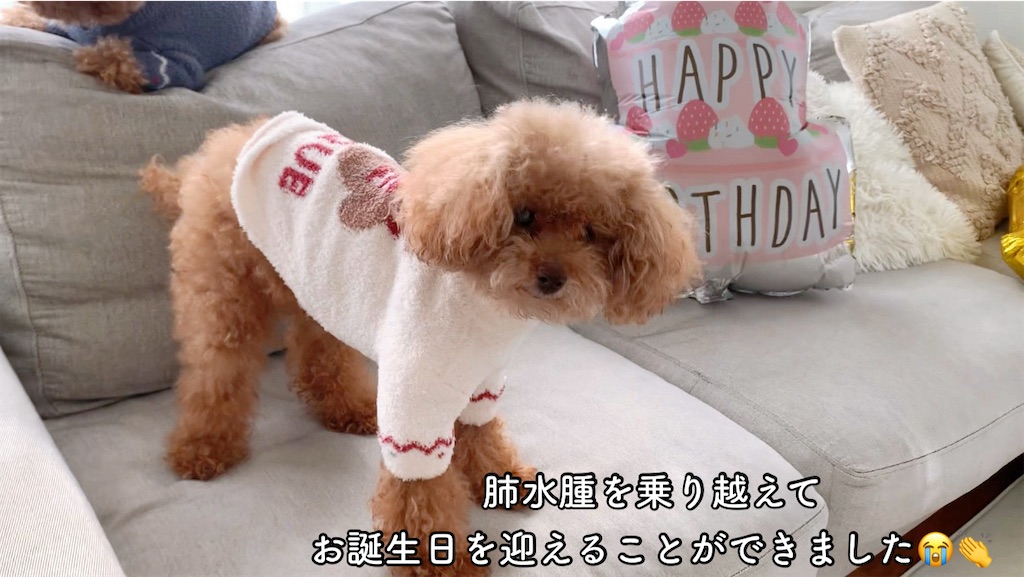 f:id:taruto-rasuku_maaya:20241225161039j:image