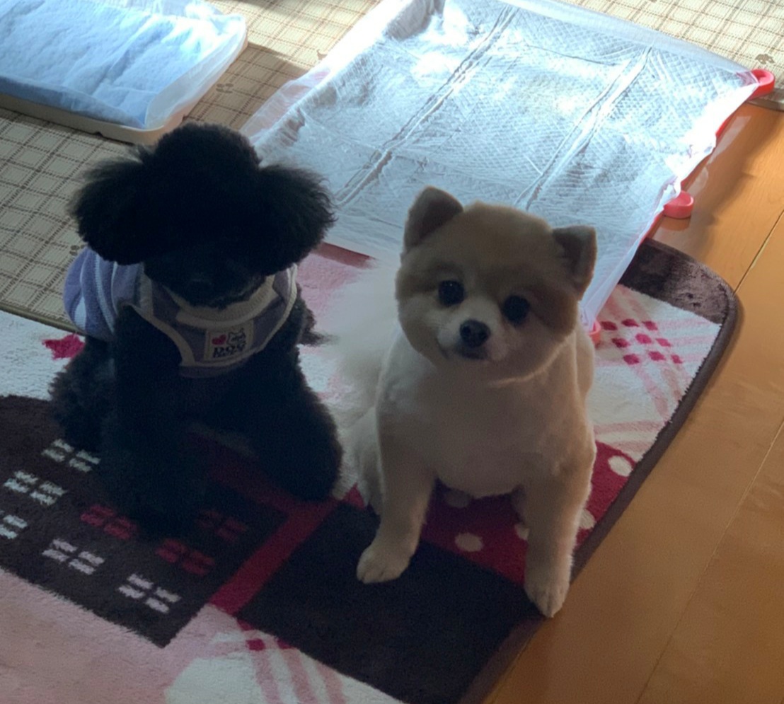 f:id:tarutosuhure:20210319221011j:plain