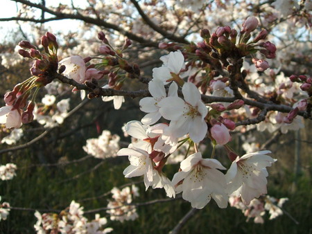 f:id:tasigi:20080404155500j:image:w350