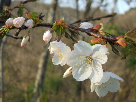 f:id:tasigi:20080404155941j:image:w350