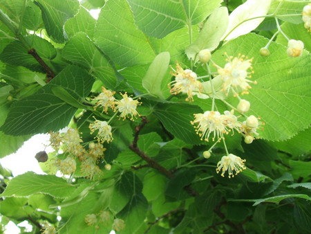 f:id:tasigi:20080604121308j:image:w350