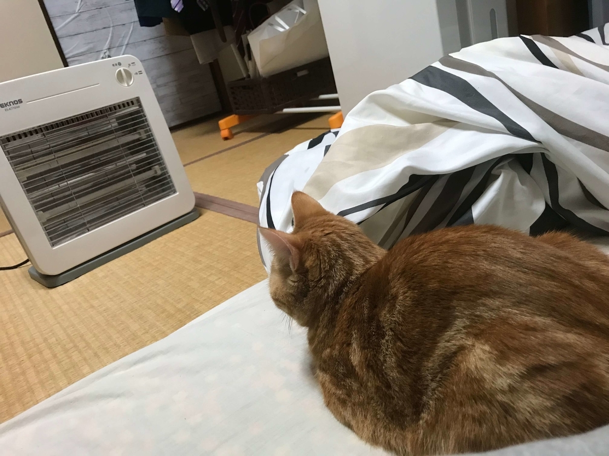 猫の学習能力は高いのか低いのかよう分からん むぎちゃんにグルメを添えて