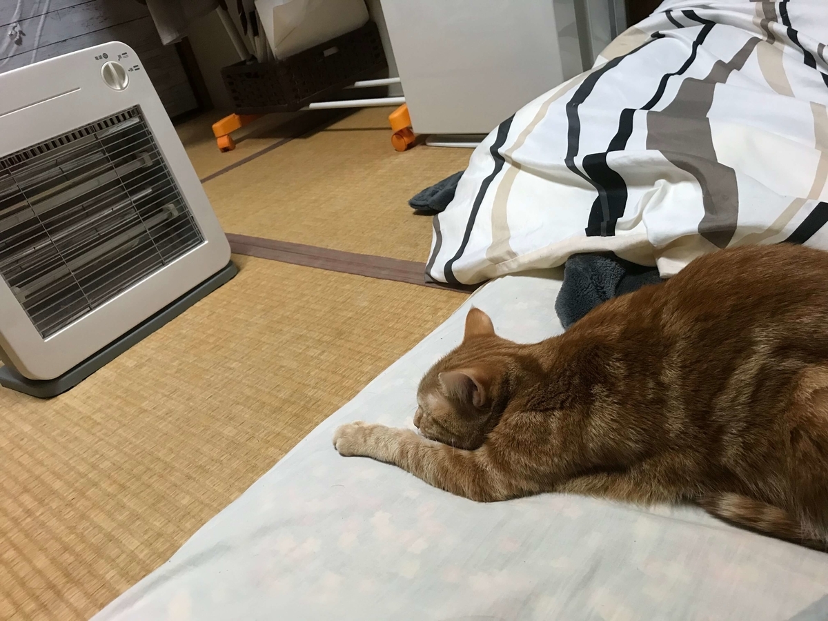 猫の学習能力は高いのか低いのかよう分からん むぎちゃんにグルメを添えて