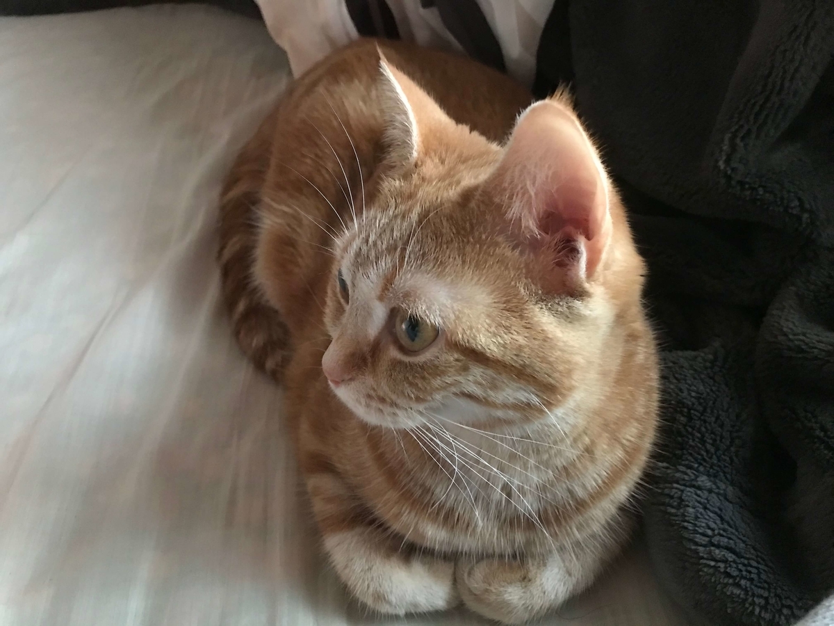 猫の避妊手術が延期になりました むぎちゃんにグルメを添えて