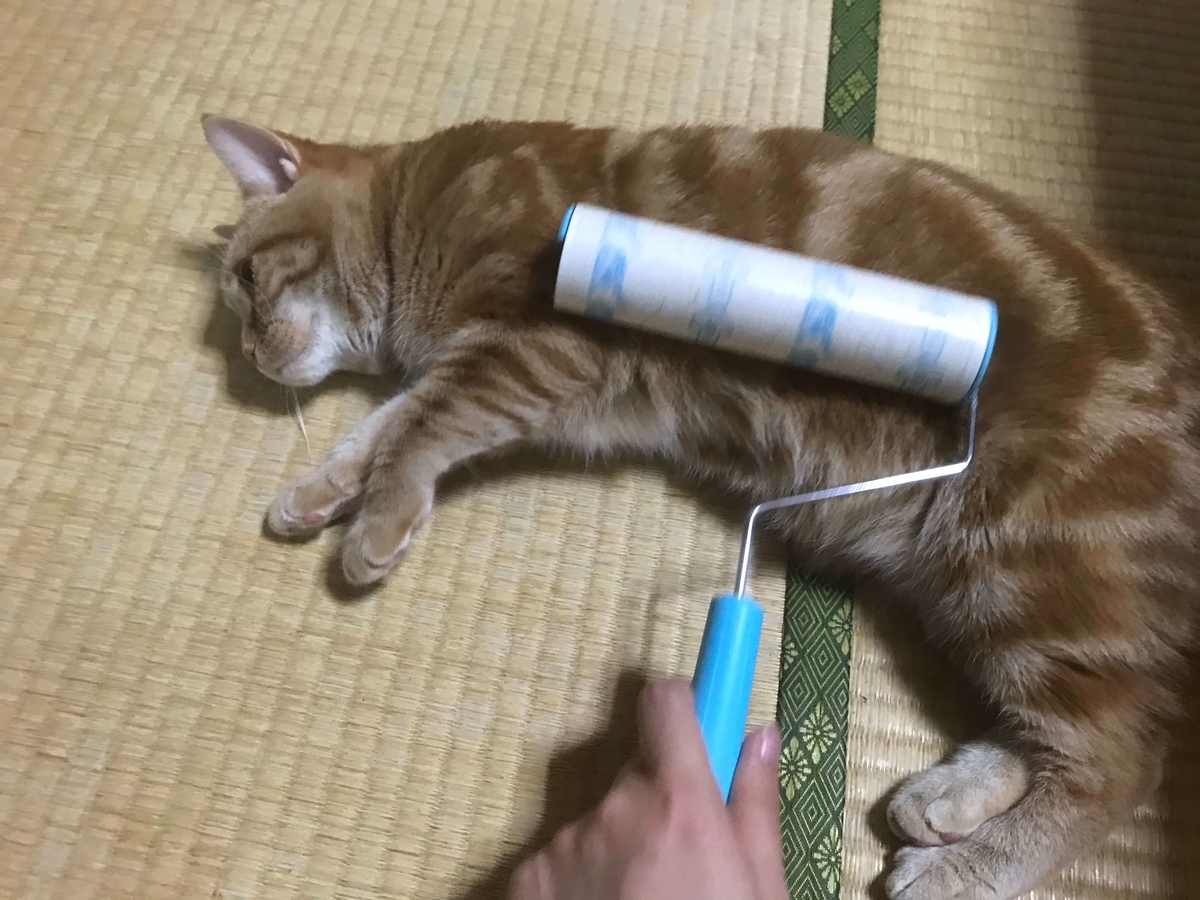 猫はコロコロクリーナーでマッサージされるのが大好きみたいです むぎちゃんにグルメを添えて