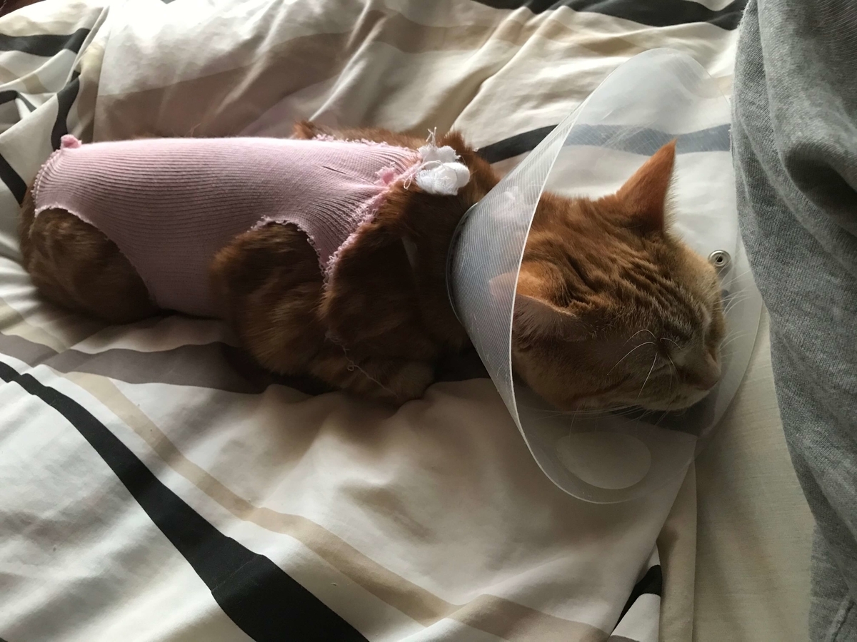 避妊手術後に猫のお腹にしこりができるのはなぜですか?