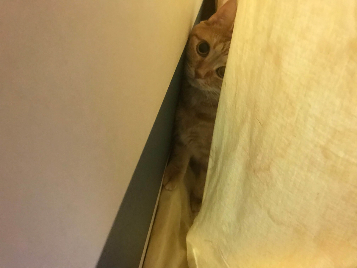 人見知りの猫は来客時 逃げる 隠れるで一切出てきません むぎちゃんにグルメを添えて