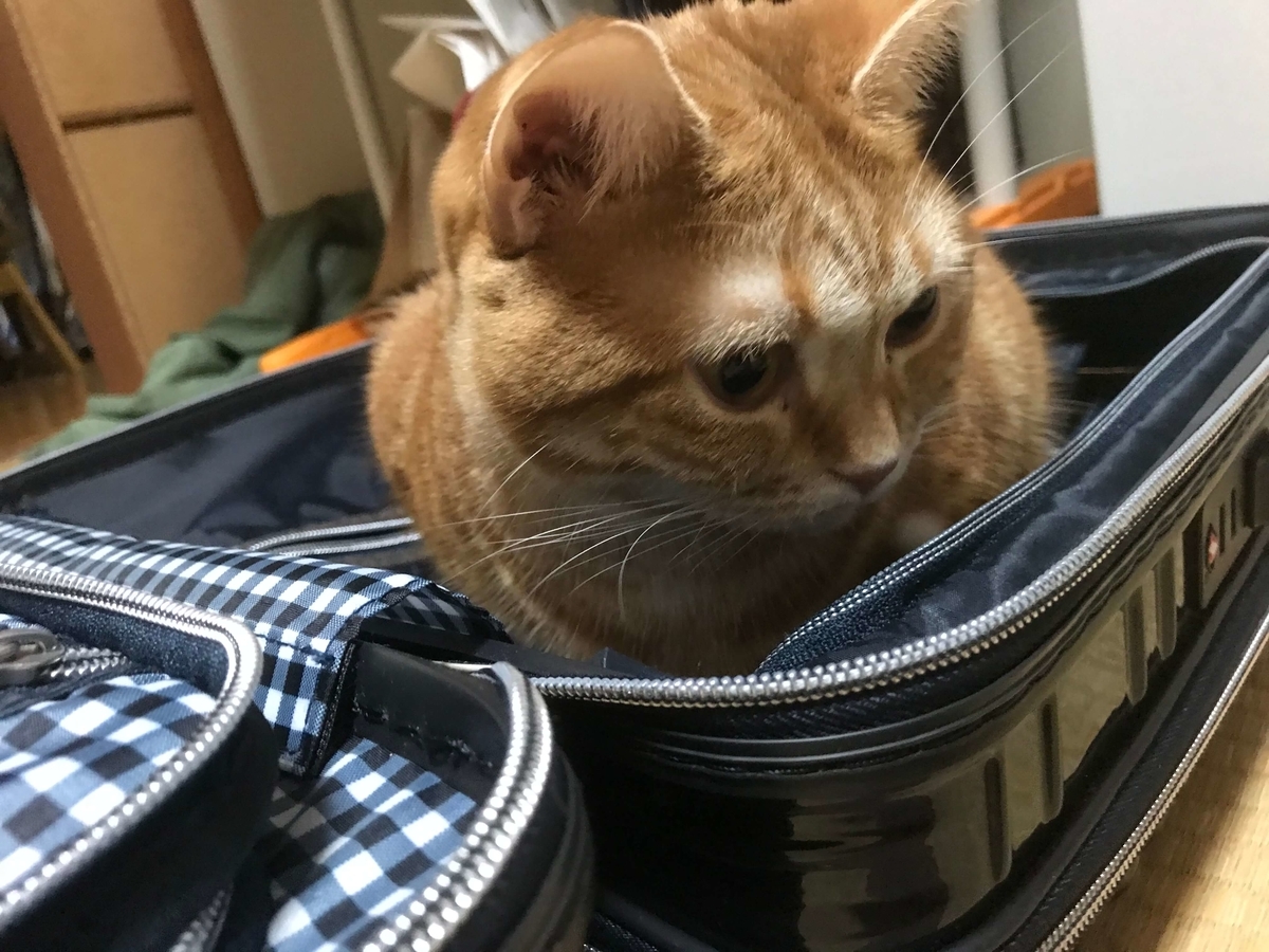 猫のどこにも行かないでアピールinスーツケースが可愛すぎる件について むぎちゃんにグルメを添えて 猫のどこにも行かないでアピールinスーツケースが可愛すぎる件について むぎちゃんにグルメを添えて