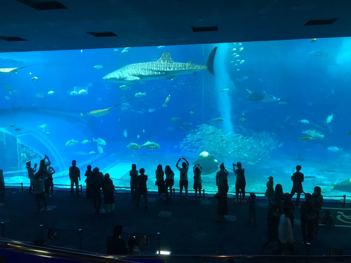 美ら海水族館内のオーシャンブルーはオフシーズンなら予約不要 むぎちゃんにグルメを添えて 美ら海水族館内のオーシャンブルーはオフシーズンなら予約不要 むぎちゃんにグルメを添えて