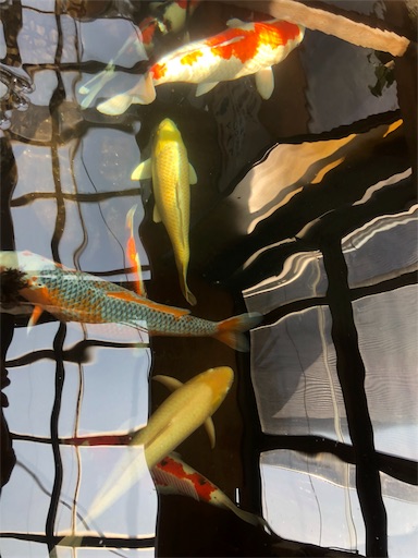 f:id:tasotasomeso:20190513201040j:image f:id:tasotasomeso:20190513201040j:image