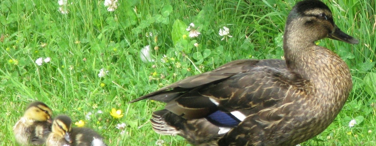 f:id:tasukeikari:20190405091911j:plain f:id:tasukeikari:20190405091911j:plain