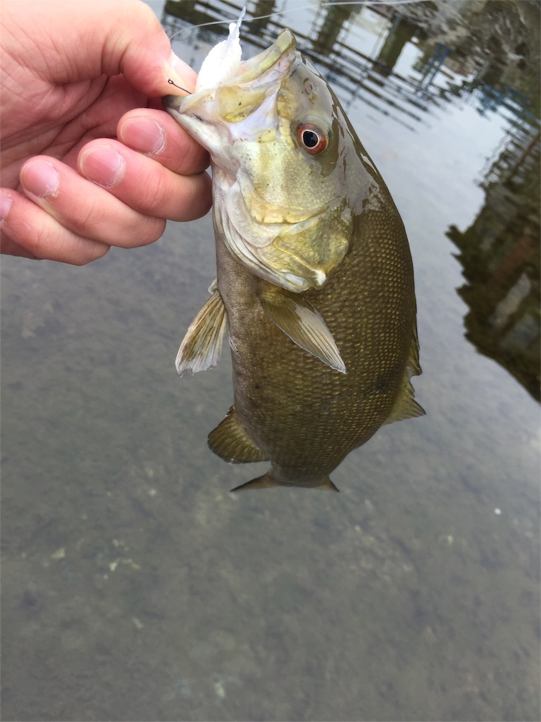 f:id:tasyumin:20160405225905j:image f:id:tasyumin:20160405225905j:image