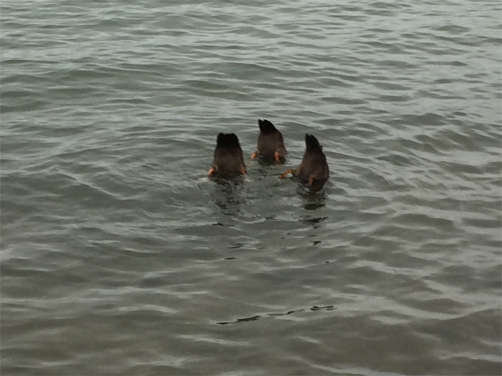 f:id:tasyumin:20160727162457j:image