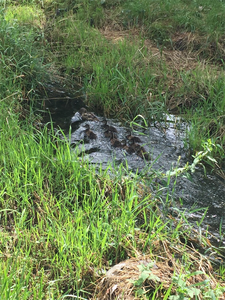 f:id:tasyumin:20160727162540j:image