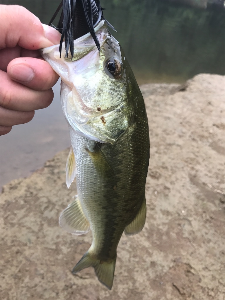 f:id:tasyumin:20170906143145j:image f:id:tasyumin:20170906143145j:image