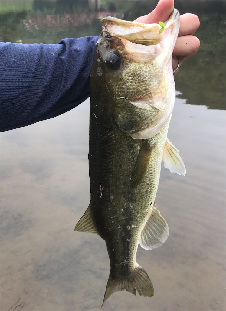 f:id:tasyumin:20170906144229j:image f:id:tasyumin:20170906144229j:image