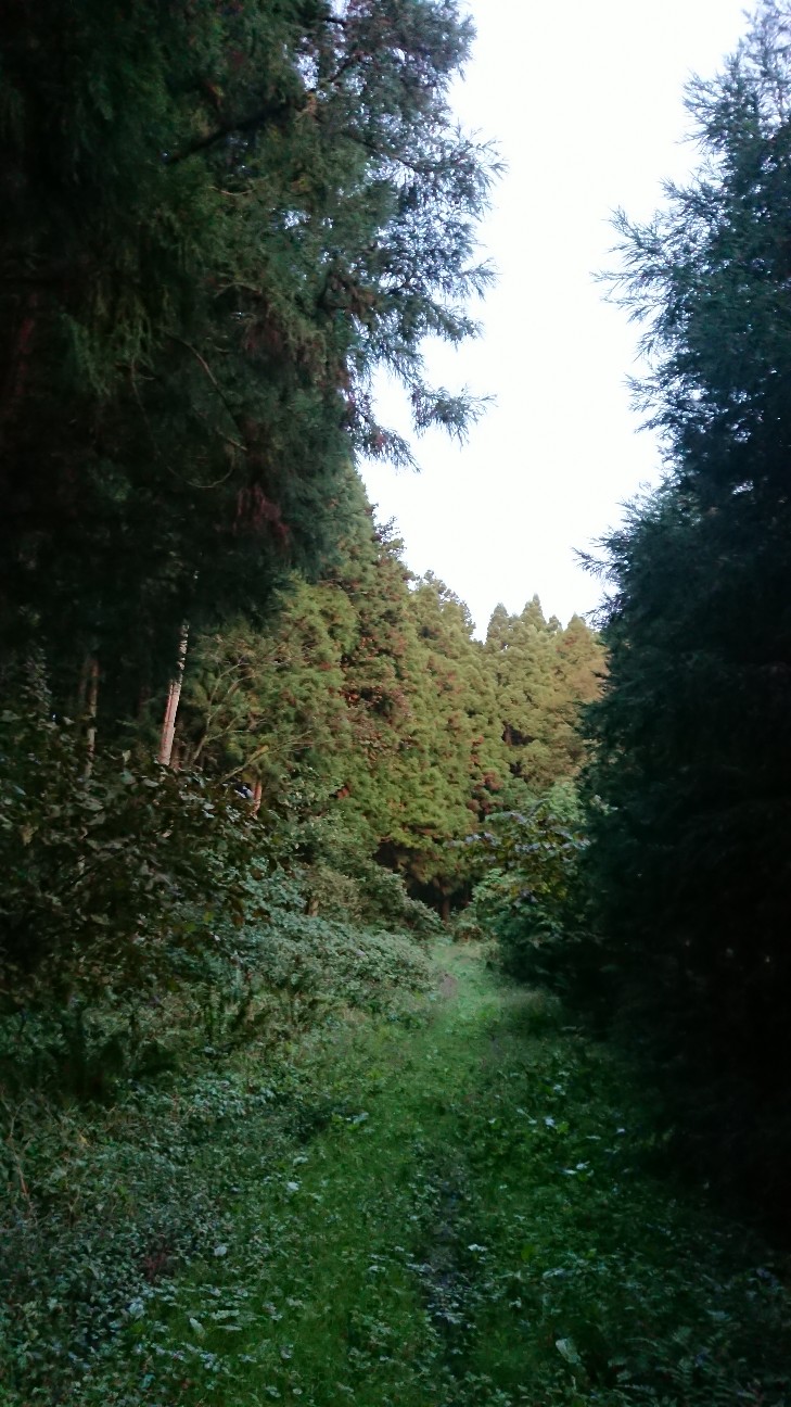 f:id:tataiyoh:20201009072109j:image f:id:tataiyoh:20201009072109j:image