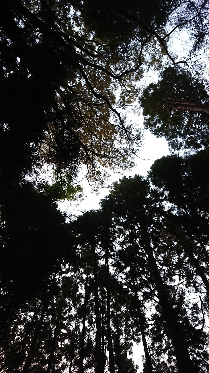 f:id:tataiyoh:20201009072229j:image f:id:tataiyoh:20201009072229j:image