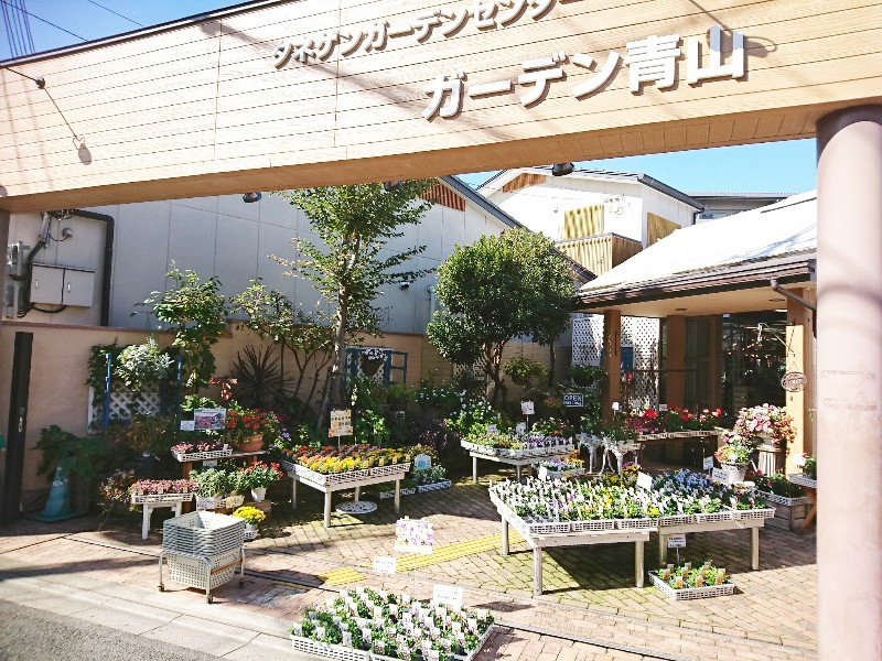 京都で多肉植物ライフ 取り扱いショップ メモ Tatalabox
