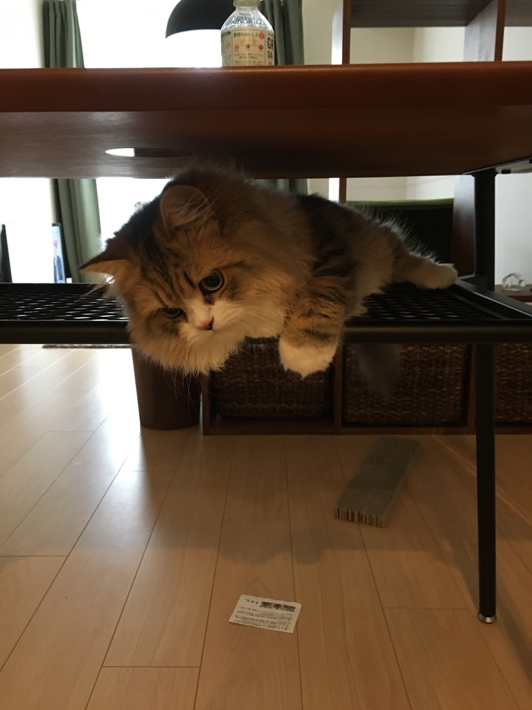 f:id:tatamisekkei:20190201103639j:plain f:id:tatamisekkei:20190201103639j:plain