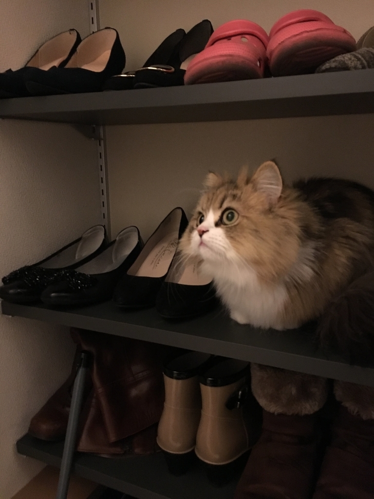 f:id:tatamisekkei:20190201110250j:plain f:id:tatamisekkei:20190201110250j:plain