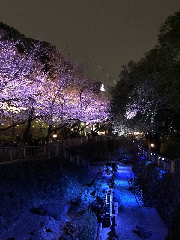 紫音様✨皇絵画 満開の夜桜 真下かは見上げて… 紫音様✨皇絵画 満開の夜桜 真下かは見上げて…