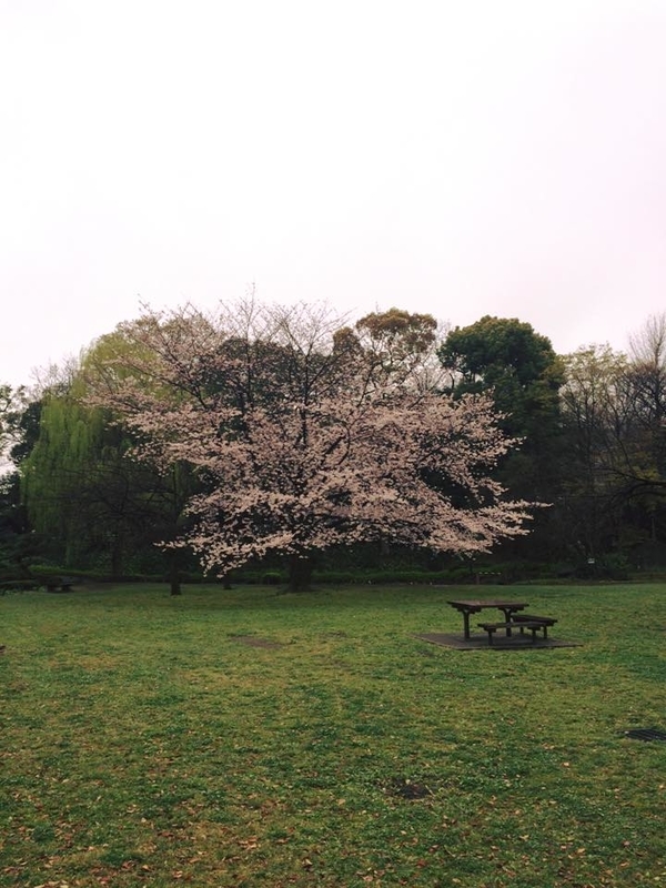桜便り 雨の清澄庭園 T S Whisper
