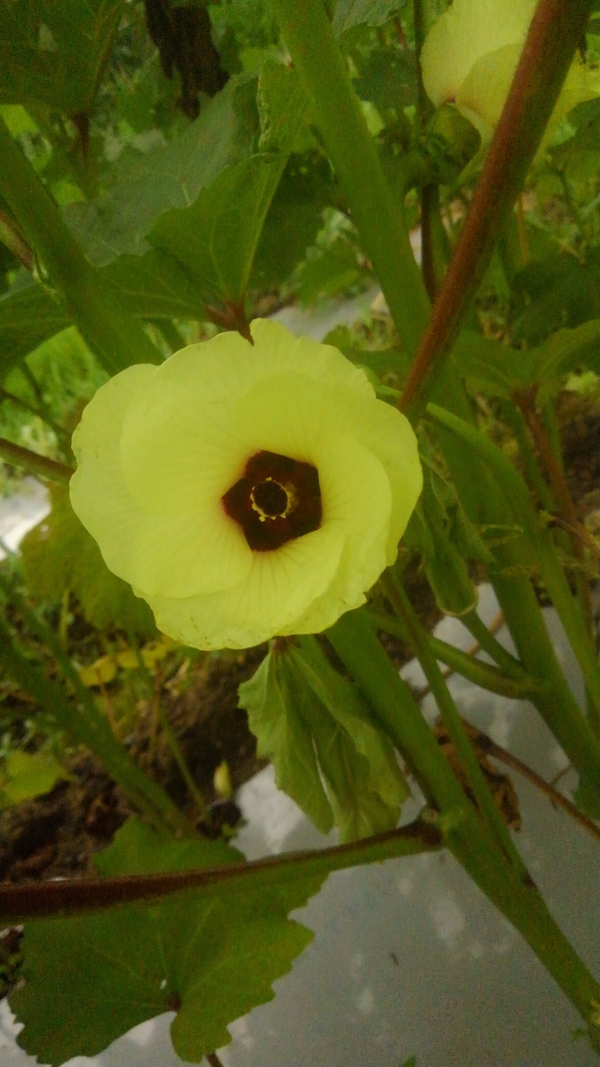 f:id:tatarapan:20190829204352j:plain