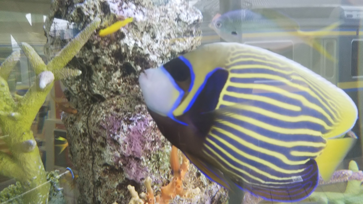 f:id:tatatamacenter:20190722062447j:plain