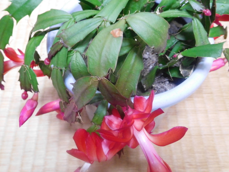 今年もデンマークカクタスが咲きました Spring Dream