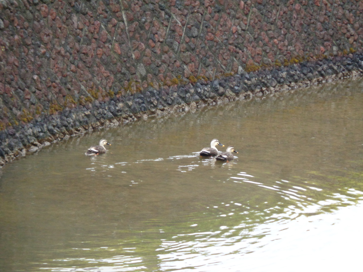 f:id:tatebayashihappy:20210315234051j:plain