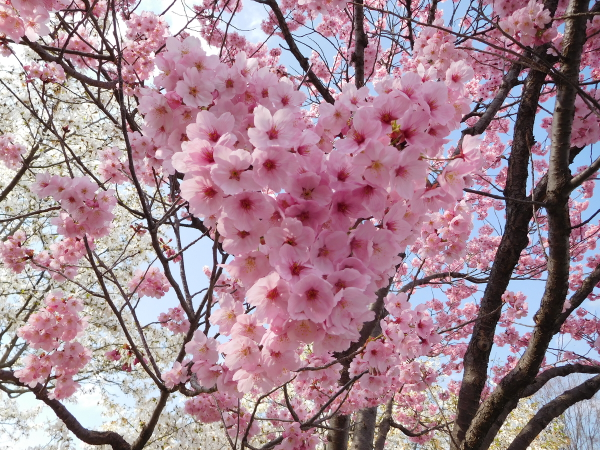 f:id:tatebayashihappy:20210403234549j:plain