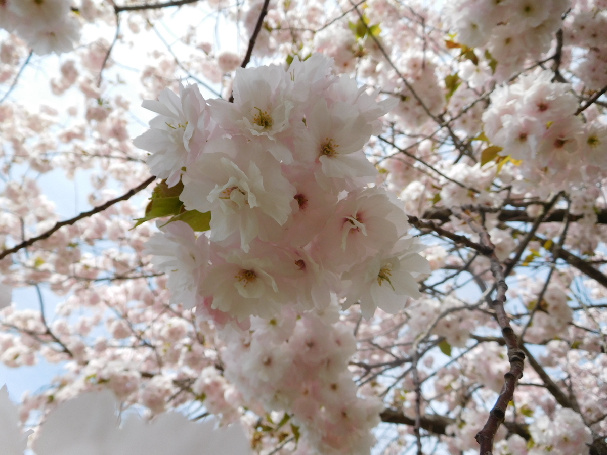 f:id:tatebayashihappy:20210424213223j:plain
