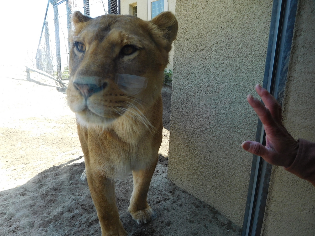 丘の上のらいおん ページ 丘の上のらいおん ページ 丘の上のらいおん ページ ライオンの像の白黒