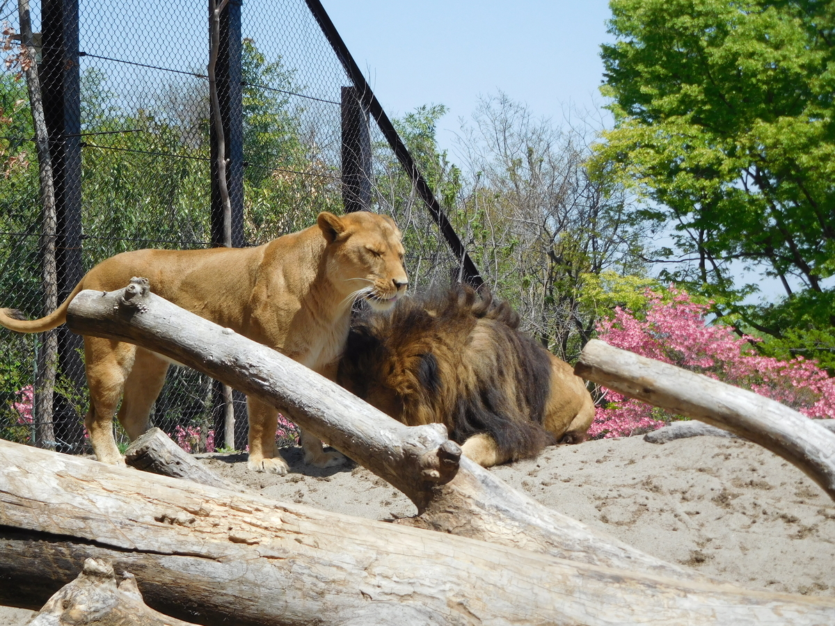 丘の上のらいおん ページ 丘の上のらいおん ページ LEO the GOLD 上／石波昌英 | 集英社コミック