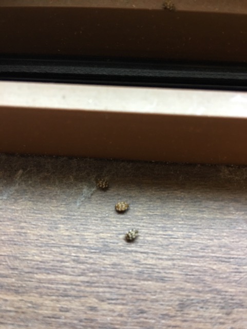 f:id:tatebuelife:20170506194313j:plain f:id:tatebuelife:20170506194313j:plain