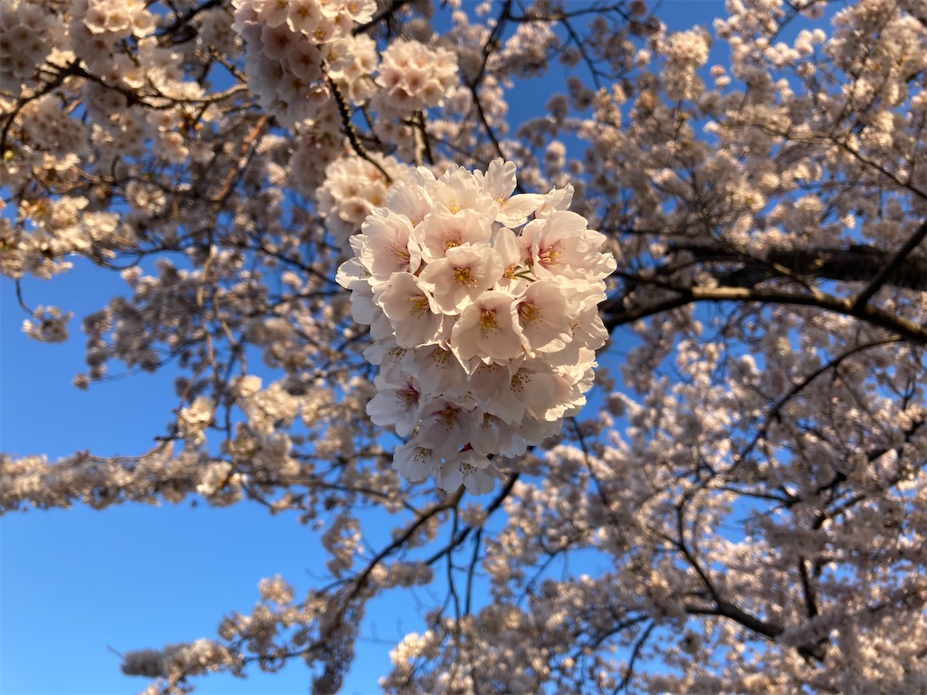 f:id:tateisu19:20210424104040j:image