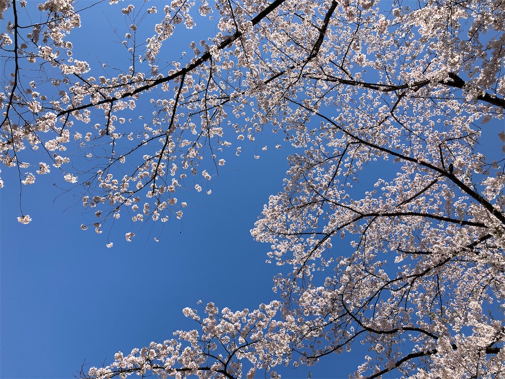 f:id:tateisu19:20210424104311j:image