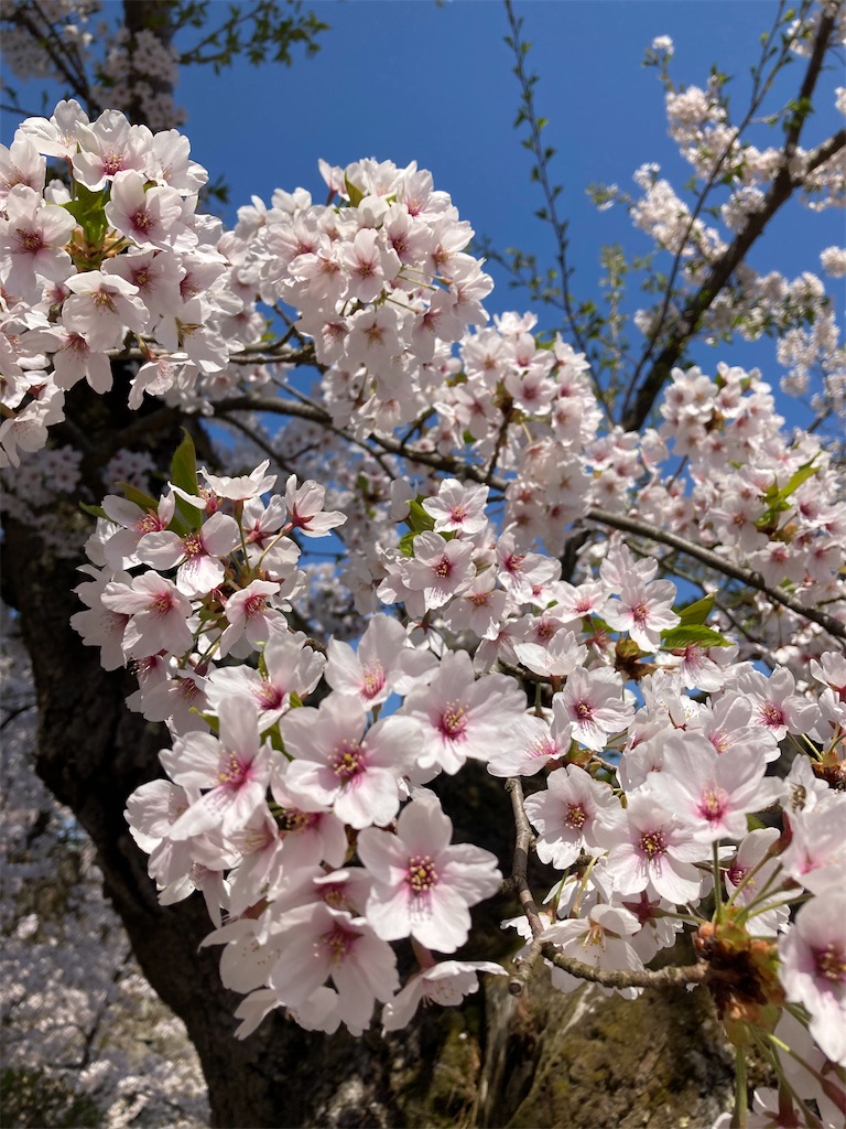 f:id:tateisu19:20210424104328j:image