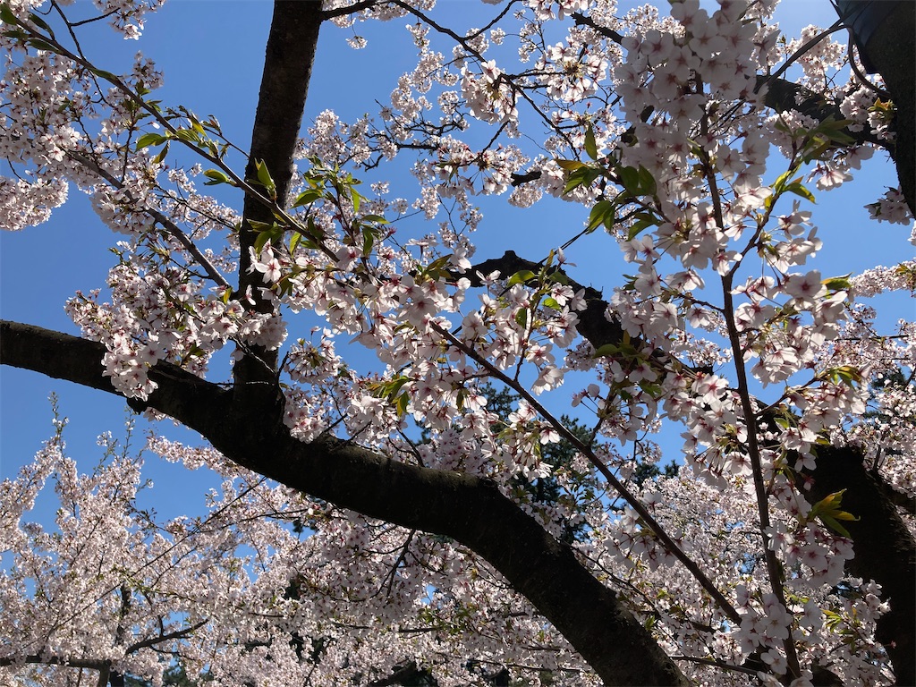 f:id:tateisu19:20210424104402j:image