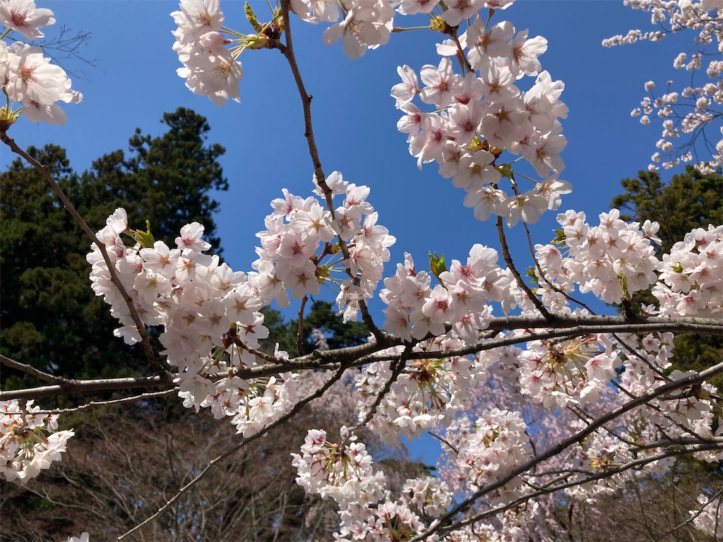 f:id:tateisu19:20210424104436j:image