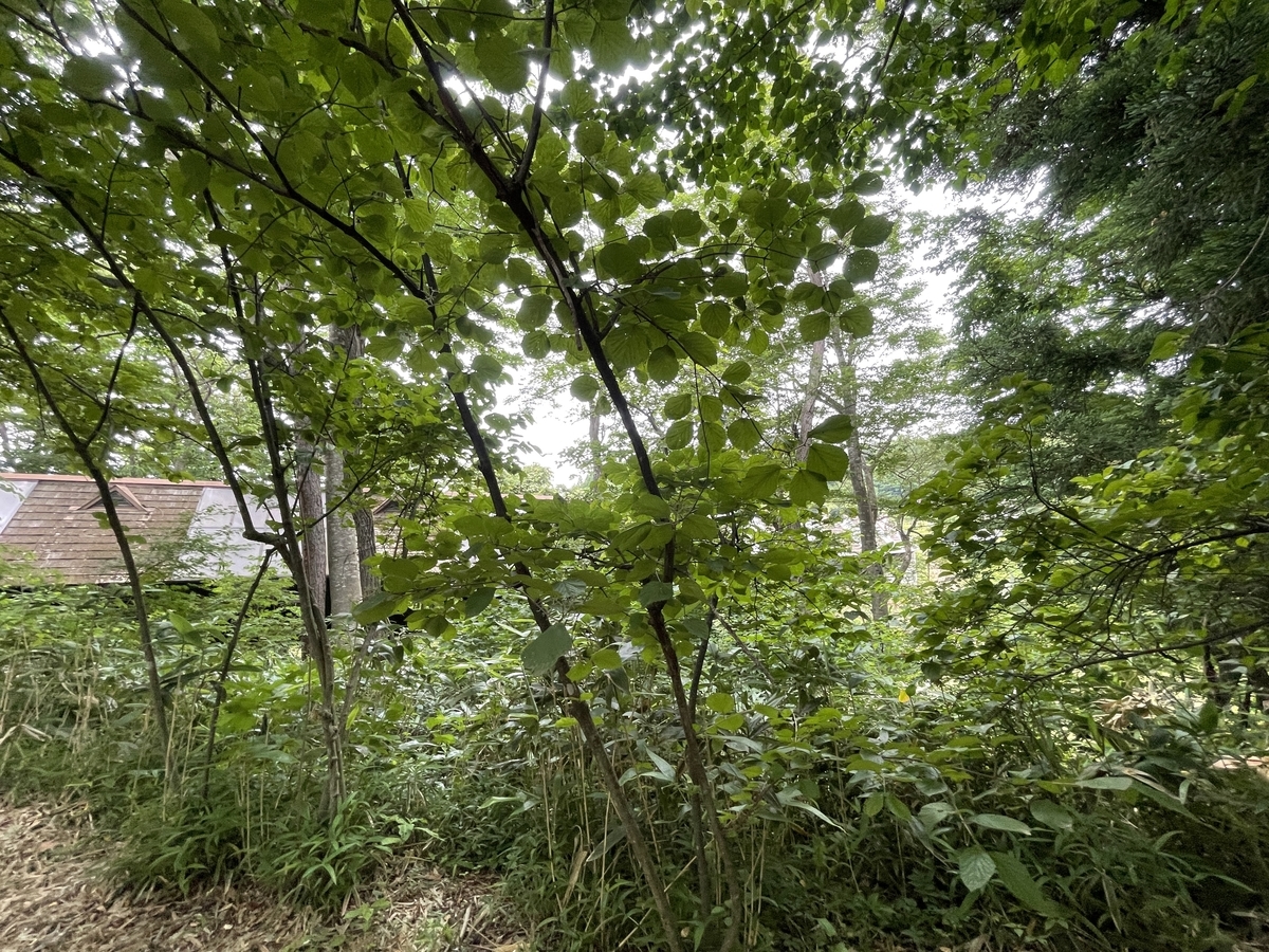 f:id:tateisu19:20210705092436j:plain