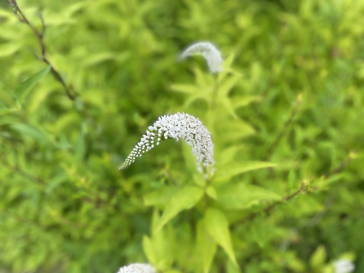 f:id:tateisu19:20210705102627j:plain