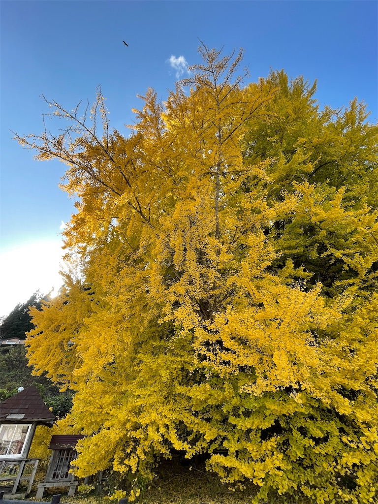 f:id:tateisu19:20211120182023j:image